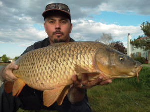 Close view of 20 pound common carp carefully held by Mike Medina.