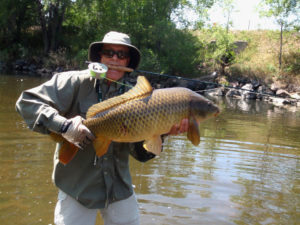Man holding large Colorado carp while clenching fly rod in teeth