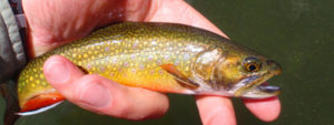 Delicate and colorful brook trout carefully held in mans hand