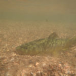 Brown trout resting on gravel bottom underwater