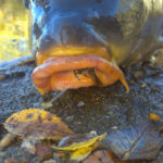 Close view of a carp's mouth showing fly inside and line protruding.