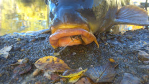 Close view of a carp's mouth showing fly inside and line protruding.