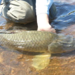 Common carp being carefully revived underwater over sandy bottom in Colorado reservoir
