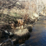 Chloe the boxer dog standing on the bank of a small creek