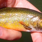 Colorful and beautiful brook trout being delicately held.