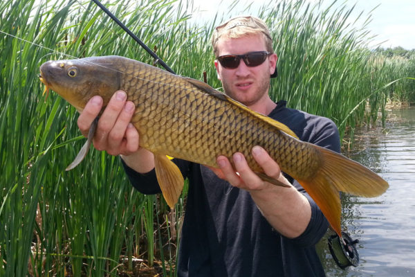 Angler holding a common carp along cattails with fly rod under arm.