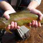 Close up of golden colored rainbow trout