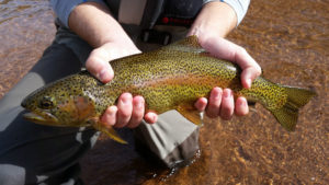 Close up of golden colored rainbow trout