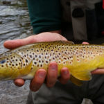 Close up of brown trout with moving water behind.
