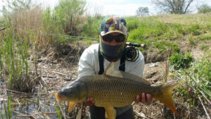 Angler in sunmask and fly rod over shoulder holding a large common carp