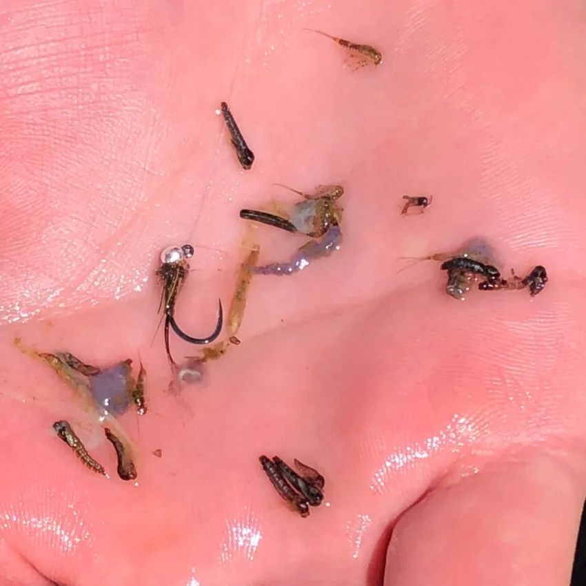 March trout sampler platter. Read about this magical month in our blog. Link in bio...
.
.
.
.
#midges #baetis #stomachpump #sample #sampler #spring #springfishing #springbreak
