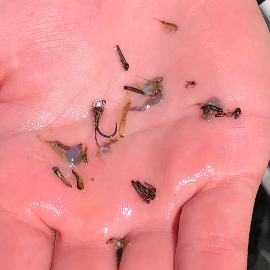 A stomach pump sample of a trout showing insects consumed