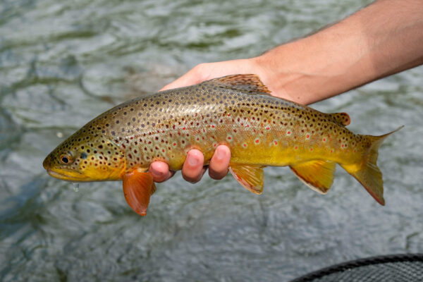 brown trout